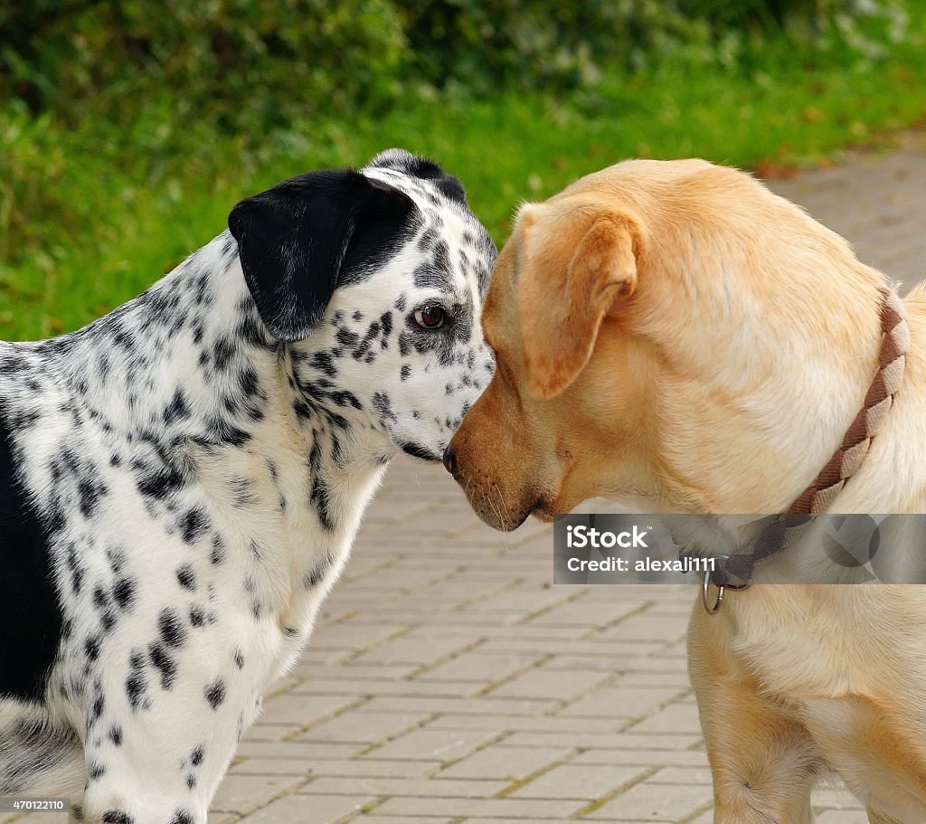 Dog affection Affection between and male and a female dog. 2015 Stock Photo