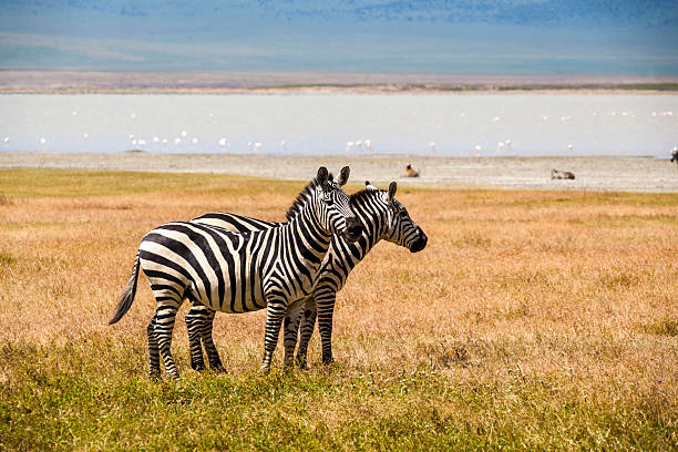 istock Zebras By The Water 470127852