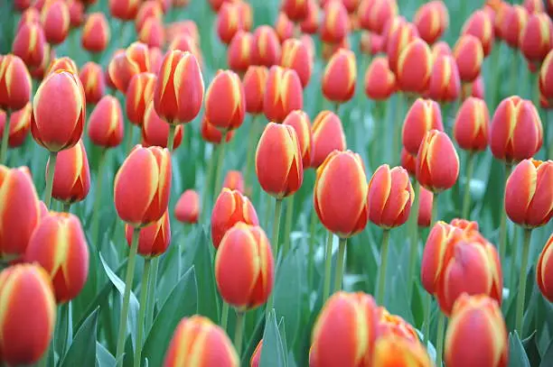 field with red yellow tulips