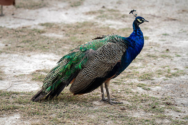 istock Blue peacock in a zoo in the Crimea closeup 470128472