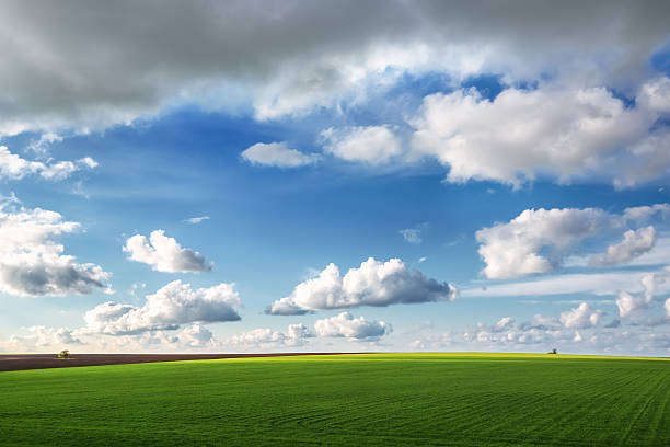 istock Wheat field against blue sky with white clouds 470128544