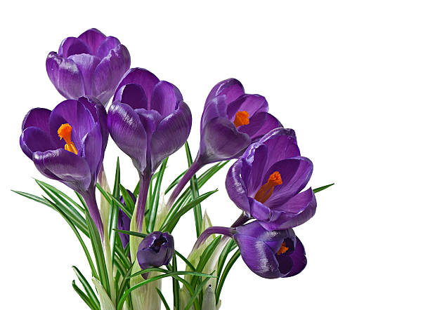 istock Spring bouquet of purple crocuses isolated on white background 470128732