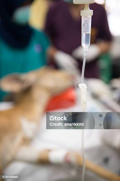 Veterinarian Performing An Operation On A Nyala Stock Photo - Download Image Now - 2015, Animal, Animal Hospital