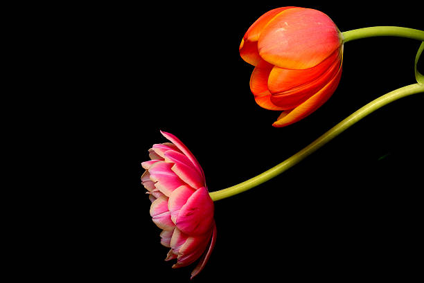 istock Tulips Floral Arrangement 470131066
