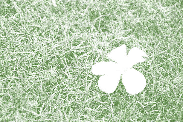 flower of temple tree on grass background with filter effect