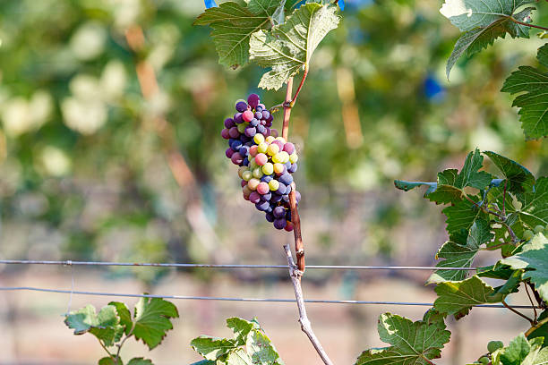 istock branch young grapes on vine in vineyard 470131150