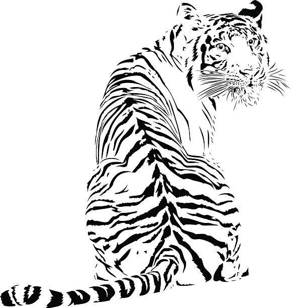 Tiger illustration in black lines Tiger looking backwards, in black lines tiger illustrations stock illustrations