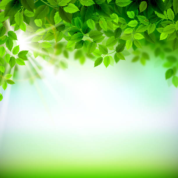 istock Close-up of green leaves with a ray of light shining through 470134160