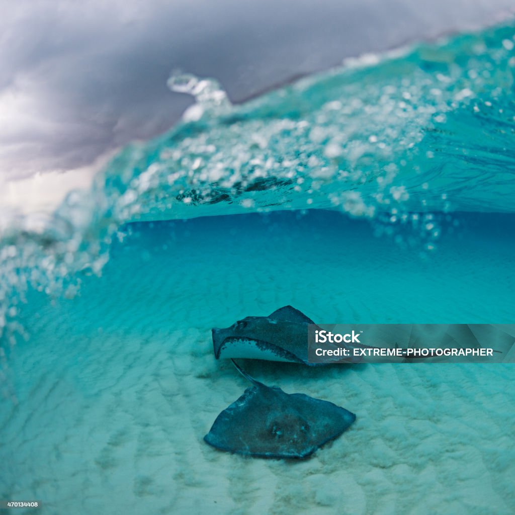 Stingray fishes in shallow water Two stingray fishes swimming in the clear turquoise sea water. Above the water surface cloudy sky can be seen. Stingray Stock Photo