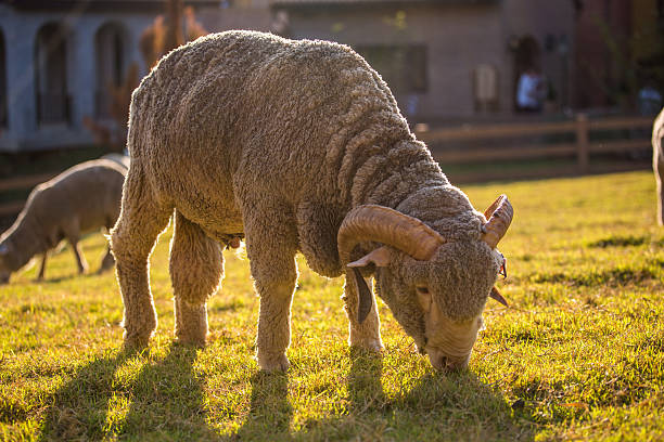 pecora - lamb merino sheep sheep focus on foreground foto e immagini stock