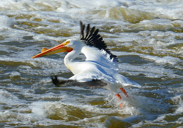 pelicano-branco bonito pousando em turbulenta rapids - pelican landing imagens e fotografias de stock