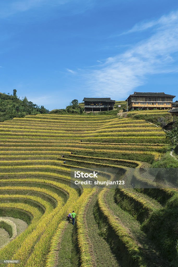 Longsheng terraços de arroz - Foto de stock de Ajardinado royalty-free