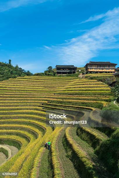 Longsheng Arroz Terraces - Fotografias de stock e mais imagens de Ajardinado - Ajardinado, Ao Ar Livre, Arroz - Cereal