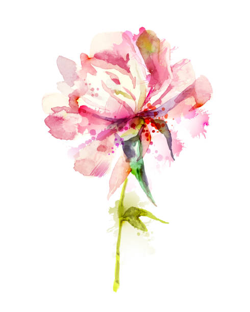 ilustrações, clipart, desenhos animados e ícones de peônia cor-de-rosa - single flower