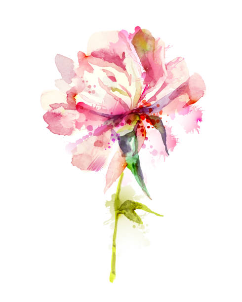 розовый пион - один цветок stock illustrations