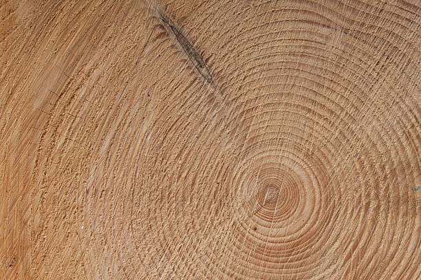istock growth rings of a tre, spruce tree, detailed view 470141902