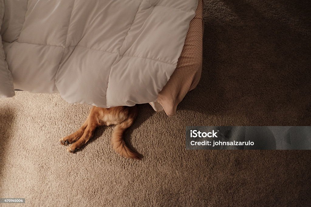 Dog sleeping underneath owners bed 1 Year old golden retriever puppy dog sleeping under the owners bed.   Sleeping Stock Photo