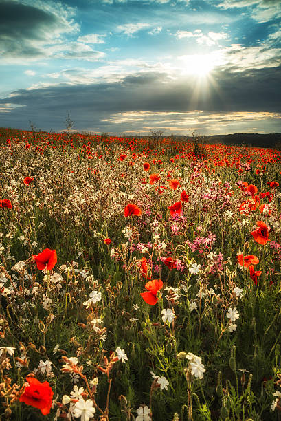 istock Stunning poppy field landscape in Summer sunset light 470145052