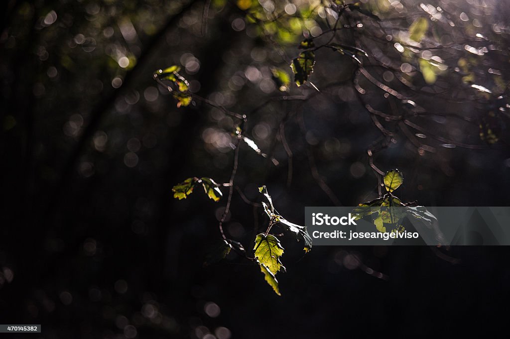 Light between the leaves. The sifted light of the large trees filters down to the small leaves of the bushes creating beautiful prints 2015 Stock Photo