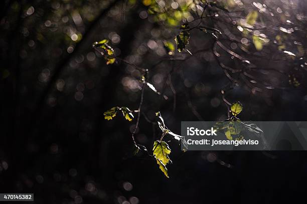 Light Between The Leaves Stock Photo - Download Image Now - 2015, Animal Wildlife, Autumn