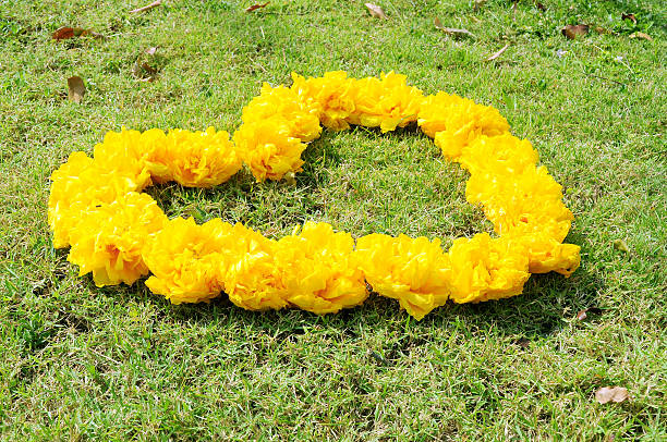 istock Yellow Cotton tree flower in heart shape 470147653