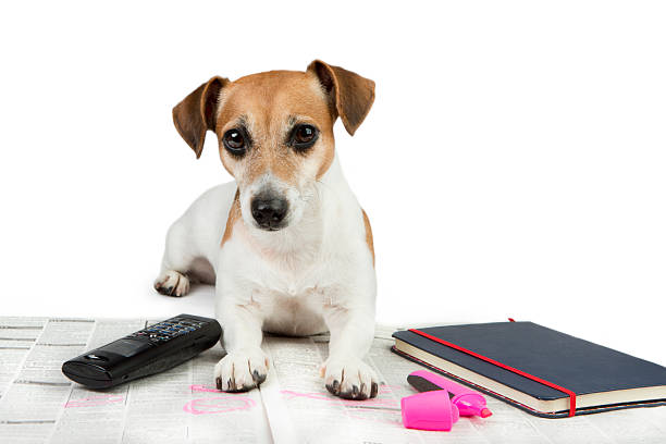 istock Nice dog and job searching 470147702