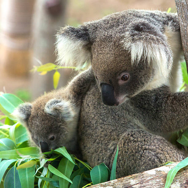 Koala Bear In The Zoo Stock Photo - Download Image Now - 2015, Animal,  Animal Wildlife - iStock