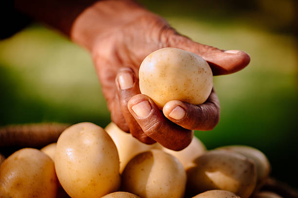 istock Nature's healthy food harvest: potatoes 470149558