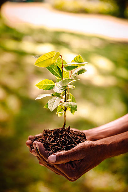 istock Planting a new sapling in fresh soil of Spring 470149564