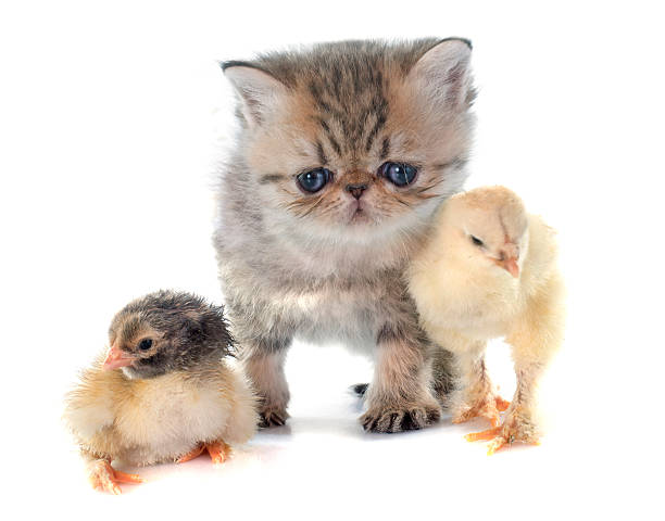 istock kitten exotic shorthair and chick 470150082