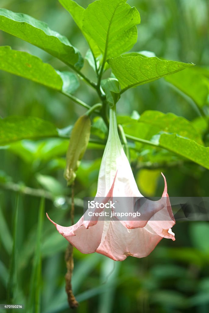 Pink datura flower (Catura metel Linn. in science name) Pink datura flower (Catura metel Linn. in science name). 2015 Stock Photo
