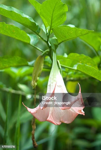 Pink Datura Flower Stock Photo - Download Image Now