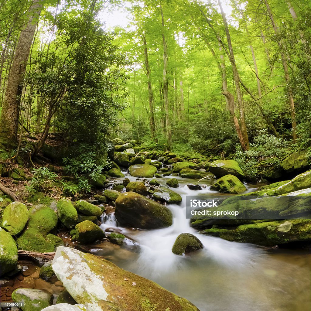 Roaring Fork River - Foto de stock de Parque Nacional royalty-free