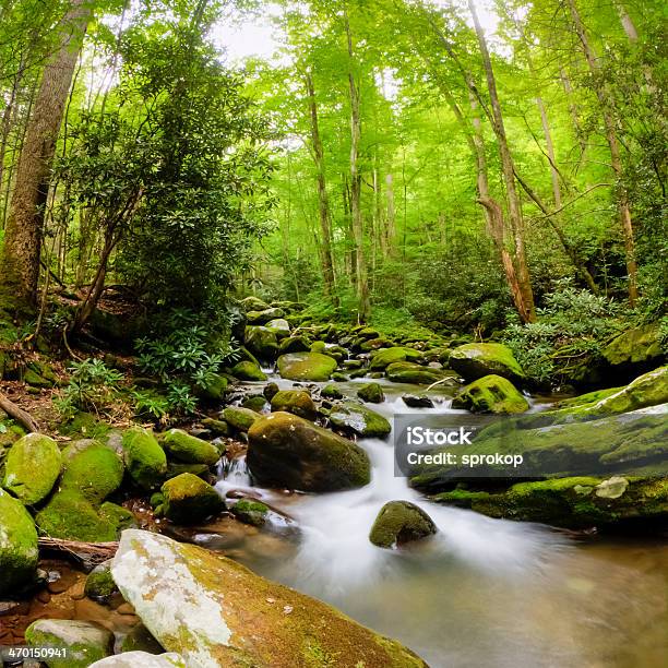 Foto de Roaring Fork River e mais fotos de stock de Parque Nacional - Parque Nacional, Appalachia, Bosque - Floresta