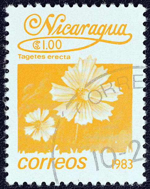 istock Nicaraguan stamp shows  the Mexican marigold (Tagetes erecta) (1983) 470151881