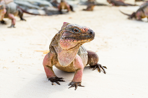 Closeup of Green Iguana (Iguana iguana) on the island of Aruba. Lying on a rock, looking to the left, ocean in background.