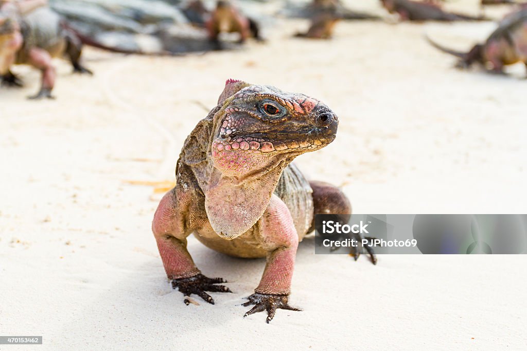 Portrait of iguana on the beach - Bahamas Portrait of iguana on the beach on Allan’s Cay - Bahamas Bahamas Stock Photo