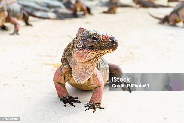 Portrait Of Iguana On The Beach Bahamas Stock Photo - Download Image Now - Bahamas, Iguana, Exuma