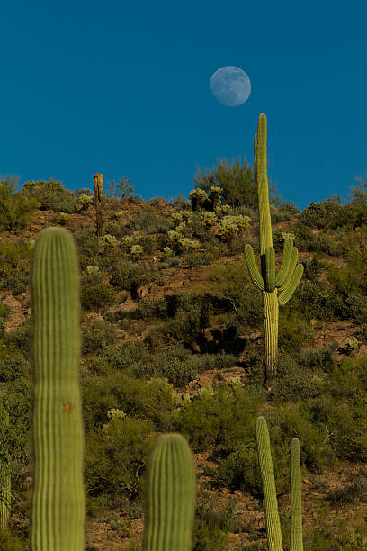 istock Moon Rise in Arizona Desert Vertical 470153498