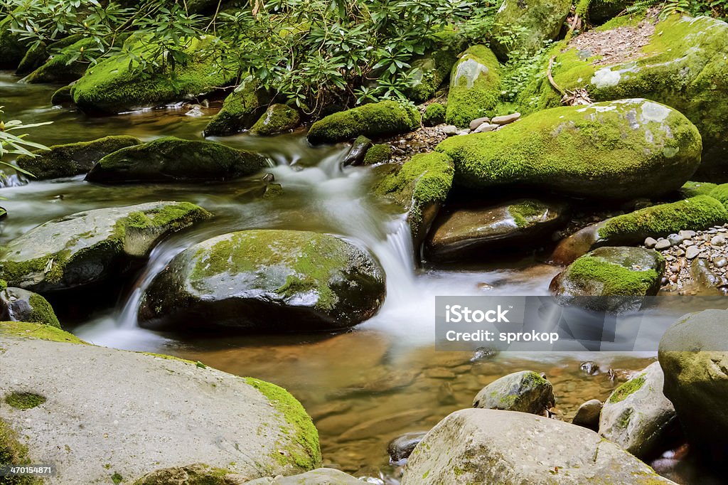 Rio Roaring Fork - Royalty-free Floresta Foto de stock