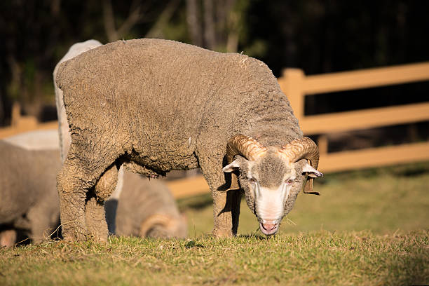 laine de mérinos - lamb merino sheep sheep focus on foreground photos et images de collection