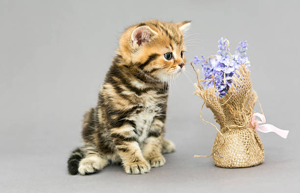istock Little British kitten marble colors 470155786