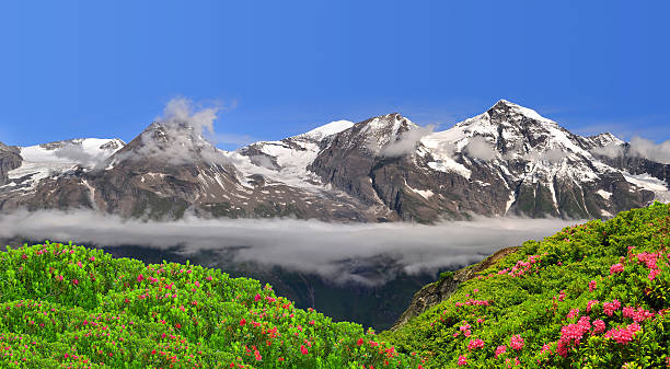 parque nacional hohe tauern, austria - european alps tirol rhododendron nature fotografías e imágenes de stock