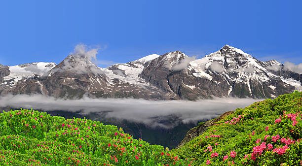 parque nacional de hohe tauern, áustria - european alps tirol rhododendron nature - fotografias e filmes do acervo