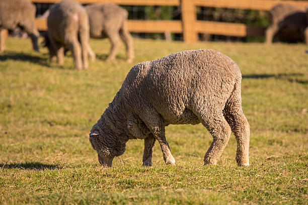 lana merino - lamb merino sheep sheep focus on foreground foto e immagini stock