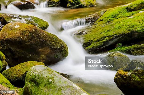 Fiume Roaring Fork - Fotografie stock e altre immagini di Foresta - Foresta, Acqua, Acqua fluente