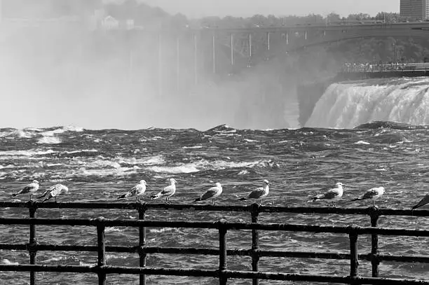 A railing of birds overlooking the mist and waters of Niagara Falls in black and white.