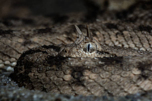 víbora-adornada cerastes cerastes macro enrolado em armadilha - snake cobra egyptian cobra poisonous organism imagens e fotografias de stock
