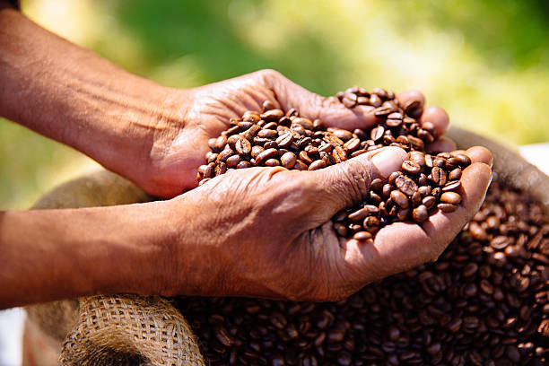 istock Hands holding freshly roasted aromatic coffee beans 470157130