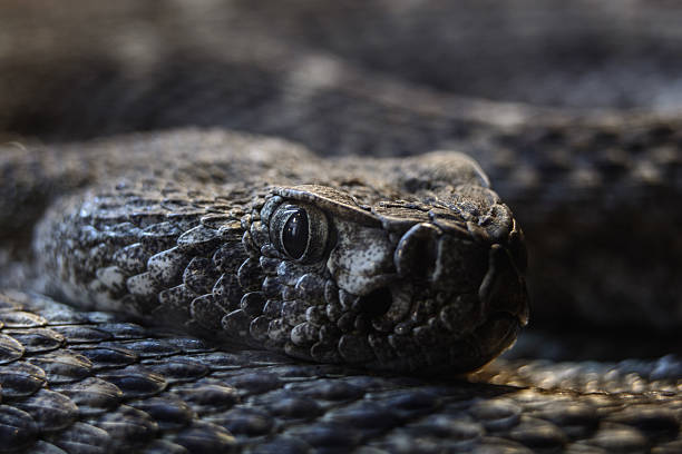 istock Southwestern Speckled Rattlesnake head macro looking at camera 470157138